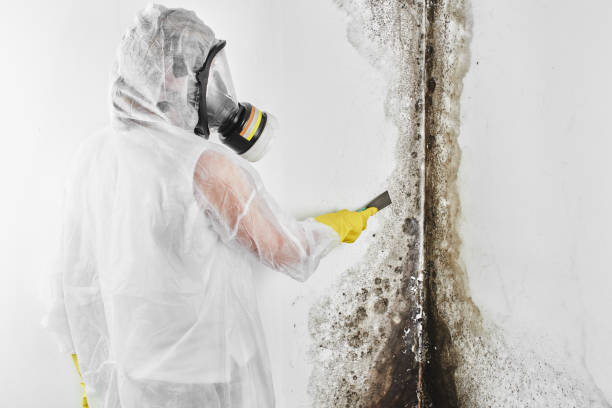 Best HVAC Mold Remediation in Yale, MI