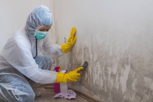 Best Kitchen Mold Remediation in Yale, MI