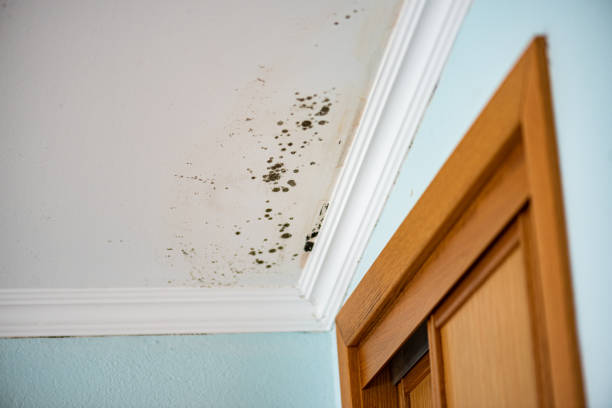  Yale, MI Mold Removal Pros