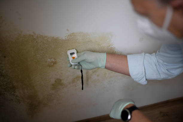 Best Mold Remediation for Schools in Yale, MI