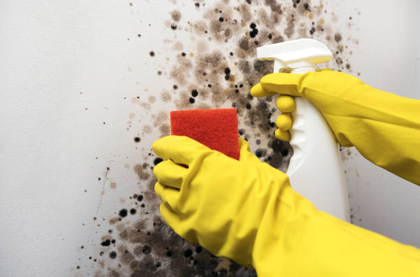 Best Bathroom Mold Remediation in Yale, MI