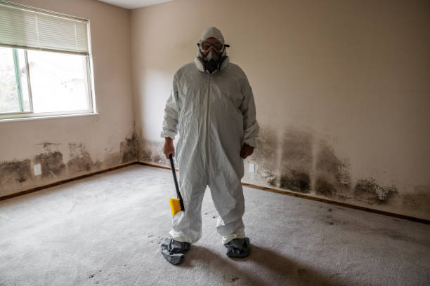 Best Health and Safety Mold Remediation in Yale, MI