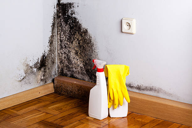 Best Attic Mold Remediation in Yale, MI