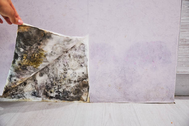 Best Post-Flood Mold Remediation in Yale, MI